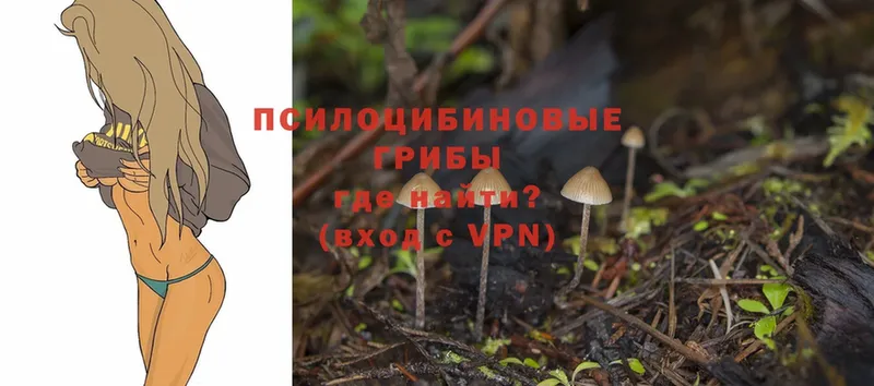 Псилоцибиновые грибы Psilocybine cubensis  Чехов 