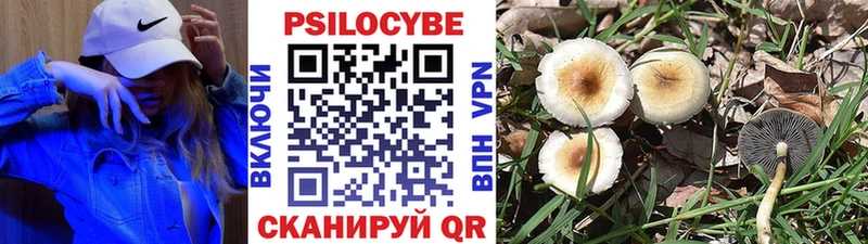 Галлюциногенные грибы Psilocybine cubensis  Чехов 